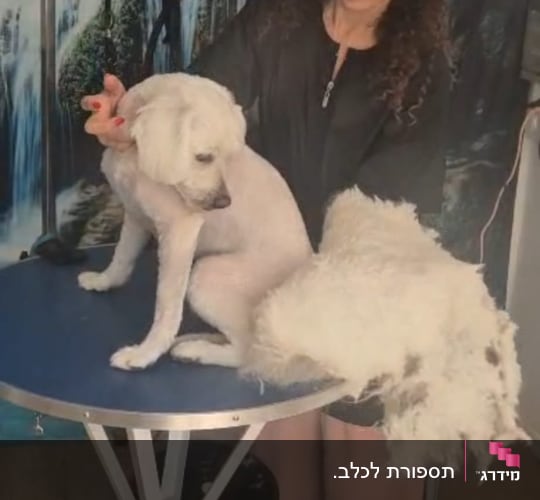 אישה מטפלת בכלב על שולחן טיפוח